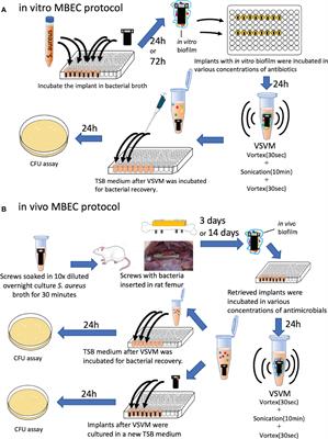 Estimation of Minimum Biofilm Eradication Concentration (MBEC) on In Vivo Biofilm on Orthopedic Implants in a Rodent Femoral Infection Model